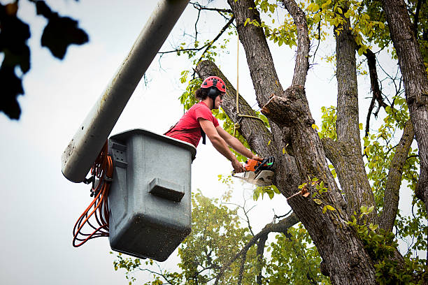 Best Tree Removal Services  in USA